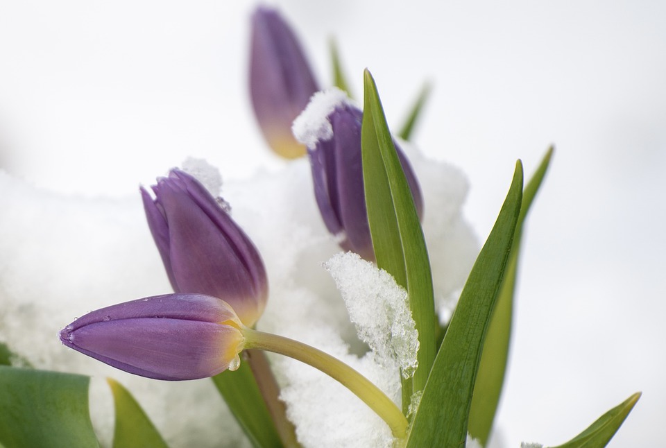 Smag på foråret med frosne, smukke lilla tulipaner 